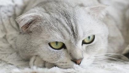 隔夜欧美·10月26日