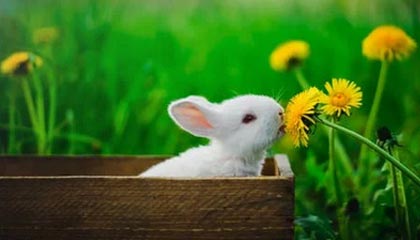 多个项目落地 “保险+期货”业务发展提速