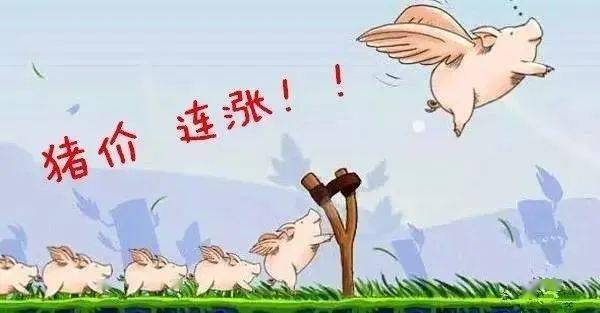 4日行情日评：多地猪价破12<strong></p>
<p>期货涨停</strong>，生猪期货、猪肉股掀涨停潮