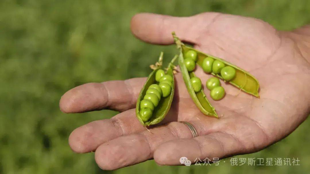 俄罗斯成为中国最大的豌豆供应国