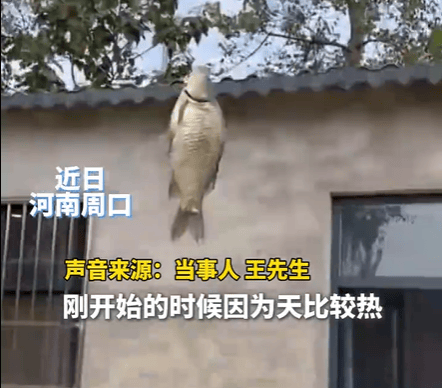 男子在家操控无人机钓鱼<strong></p>
<p>币赢虚拟货币</strong>，当天就钓上十几条，当事人：不要轻易尝试，已被鱼拉下水十几个无人机