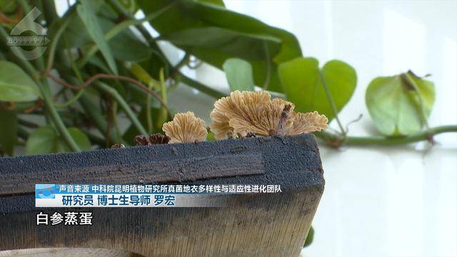 “可以蒸蛋”！昆明一女子家中搓衣板上长菌<strong></p>
<p>虚拟币国家认可吗</strong>，品种竟是……
