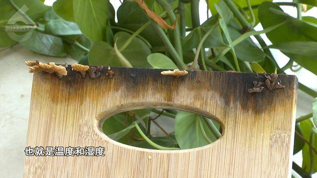 “可以蒸蛋”！昆明一女子家中搓衣板上长菌<strong></p>
<p>虚拟币国家认可吗</strong>，品种竟是……