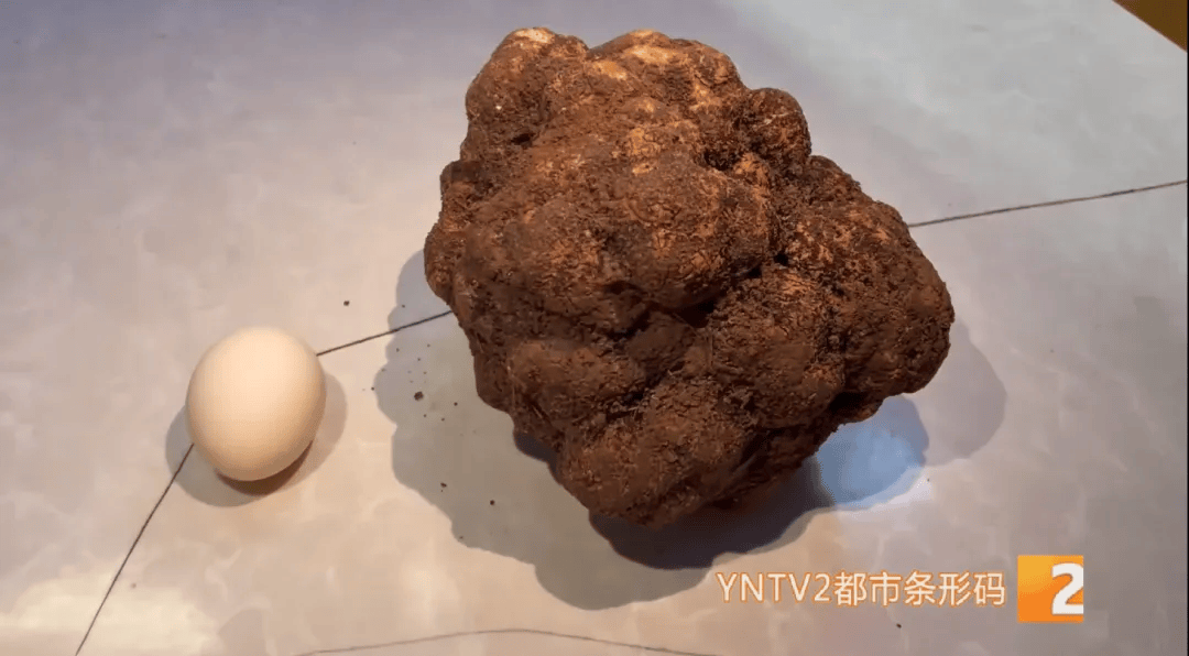 昆明一村民挖到1.7公斤超大松露<strong></p>
<p>网络虚拟币有哪些</strong>！“看都看不够”