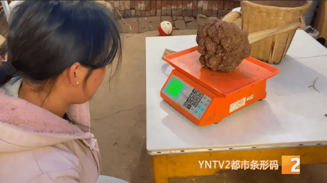 昆明一村民挖到1.7公斤超大松露<strong></p>
<p>网络虚拟币有哪些</strong>！“看都看不够”