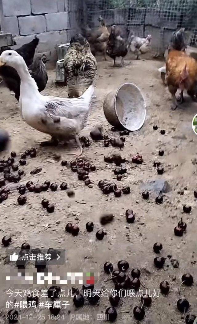 车厘子喂鸡惹争议 四川汉源果农回应：旧视频<strong></p>
<p>欧盟币虚拟货币</strong>，喂鸡的是“次果”
