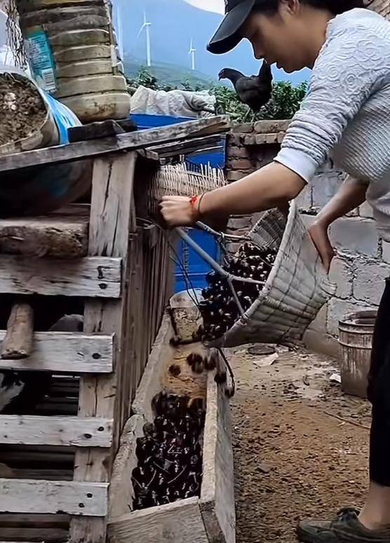 车厘子喂鸡惹争议 四川汉源果农回应：旧视频<strong></p>
<p>欧盟币虚拟货币</strong>，喂鸡的是“次果”