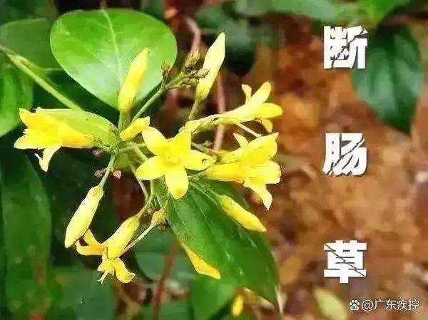 广东一老人买药材煲汤中毒身亡 当地：店铺误售断肠草<strong></p>
<p>可汗虚拟币</strong>，老板被拘留