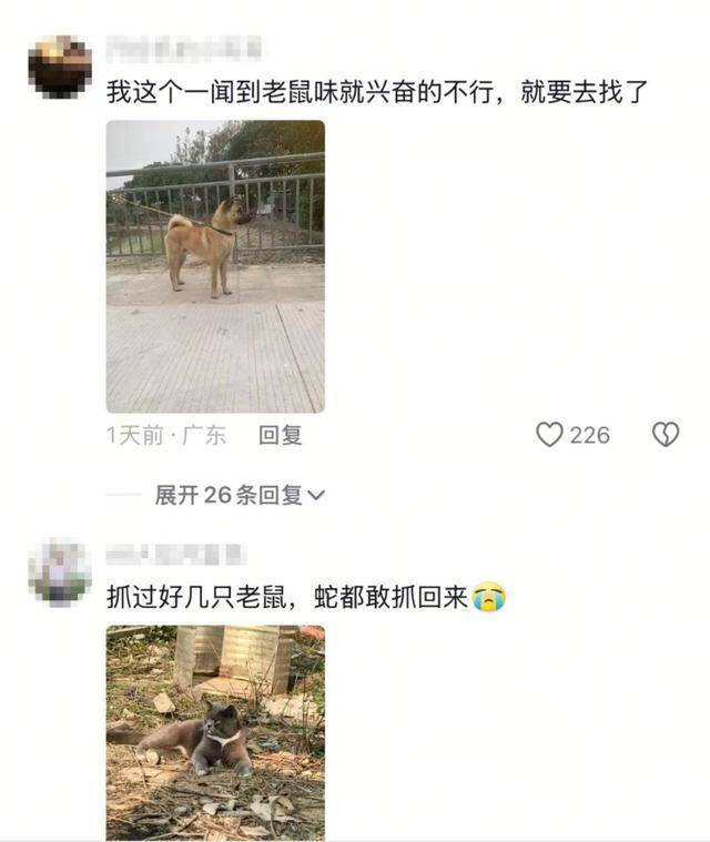 老鼠掉进泳池<strong></p>
<p>2017虚拟币行情</strong>，广东大叔出动鸡猫狗团队，结果全被老鼠吓跑！网友坐不住纷纷晒战绩
