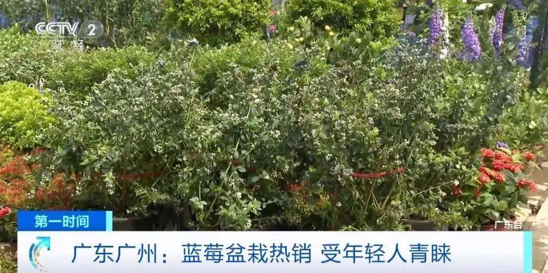 大降价<strong></p>
<p>中国银行虚拟币</strong>！从100多元一斤到9.9元一盒