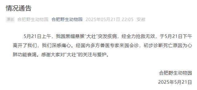 网红猴“大壮”突然离世<strong></p>
<p>比特币和虚拟货币</strong>！曾因方脸“丑”出圈
