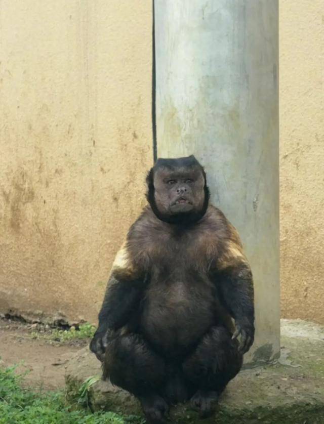 网红猴“大壮”突然离世<strong></p>
<p>比特币和虚拟货币</strong>！曾因方脸“丑”出圈