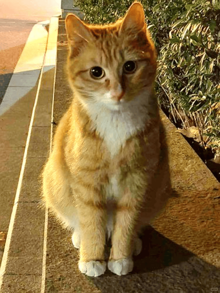 南京大学校庆日“校猫”被钢珠打碎头骨？校保卫处：看了一夜监控<strong></p>
<p>比特币和虚拟货币</strong>，暂未锁定嫌疑人