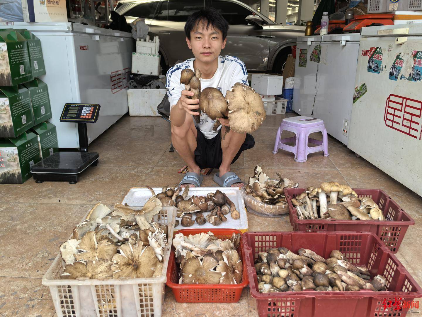“天价”鸡枞调查：最贵卖到1800元/公斤！雨水少致产量低<strong></p>
<p>华币</strong>，多地价高客少