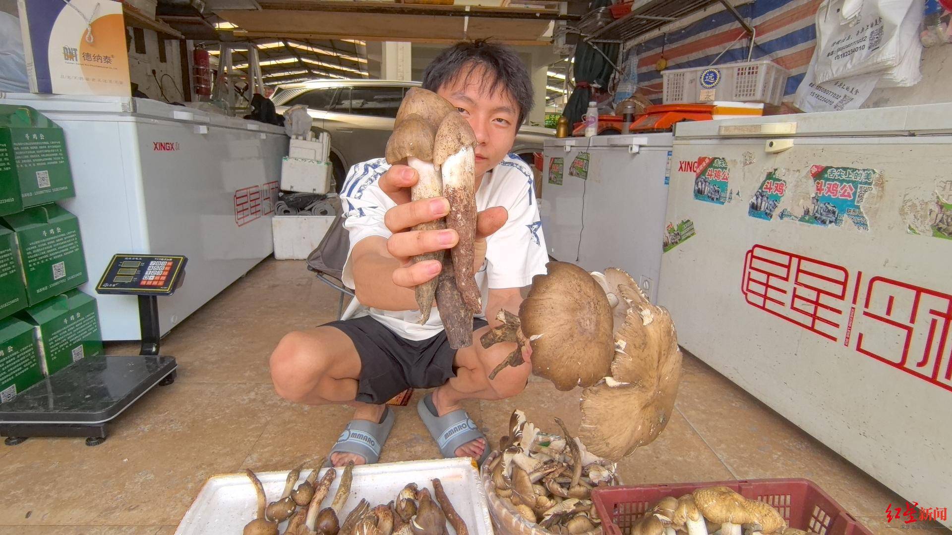“天价”鸡枞调查：最贵卖到1800元/公斤！雨水少致产量低<strong></p>
<p>华币</strong>，多地价高客少
