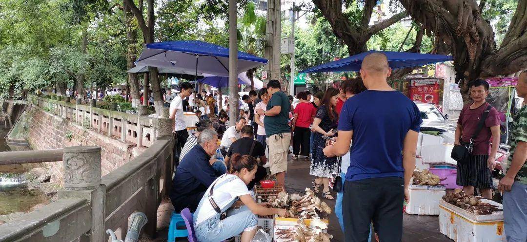 “天价”鸡枞调查：最贵卖到1800元/公斤！雨水少致产量低<strong></p>
<p>华币</strong>，多地价高客少