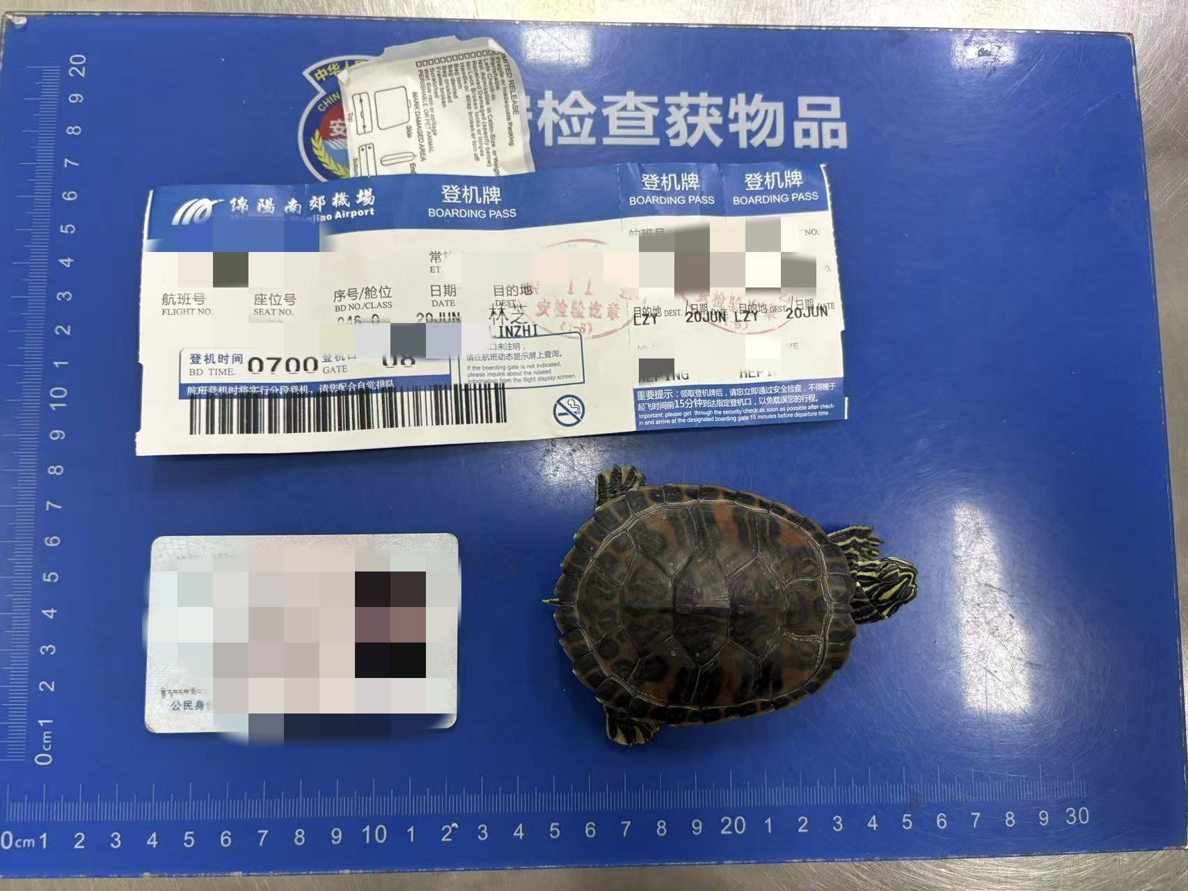 女子将宠物乌龟藏在蝴蝶结盘发内<strong></p>
<p>店面</strong>，过安检乘飞机时被查 警方：批评教育