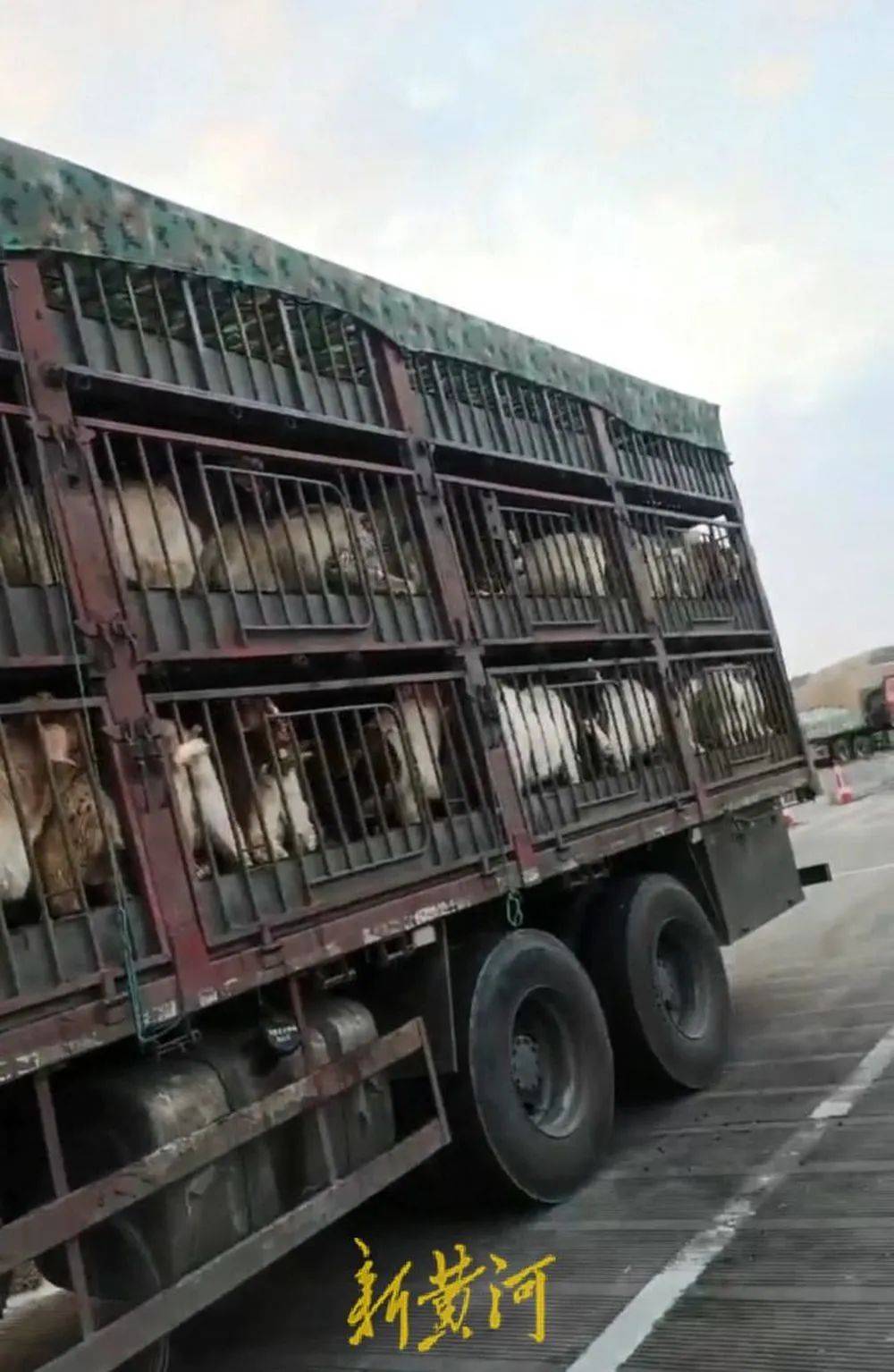 江苏养殖户称543只羊运到贵州遭羊贩盗卖<strong></p>
<p>hbar币</strong>，当地警方立案又撤案，镇政府：双方合作养羊，账目存在分歧引发纠纷