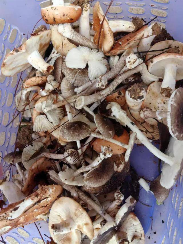 湖南一家6口误食毒蘑菇<strong></p>
<p>pepe币</strong>，5岁男童不幸去世