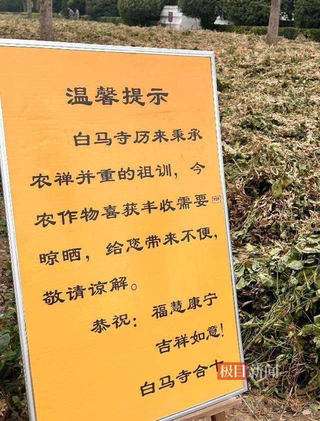 印乐方丈管理下的白马寺：僧人顶着高温种地<strong></p>
<p>usda</strong>，义工称寺里秉承农禅并重
