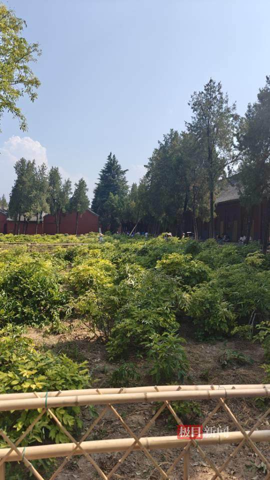 印乐方丈管理下的白马寺：僧人顶着高温种地<strong></p>
<p>usda</strong>，义工称寺里秉承农禅并重