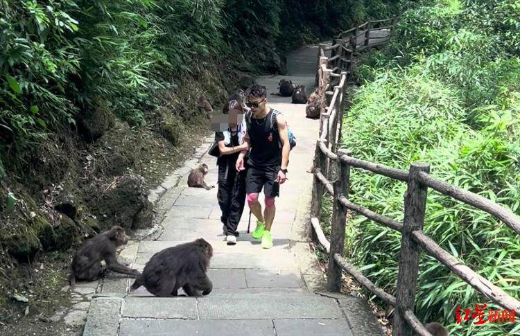 揭秘峨眉山陪爬团队：已陪爬千名游客九成为女性<strong></p>
<p>海南航空股票</strong>，不会主动拉背扛抱，主要保障安全