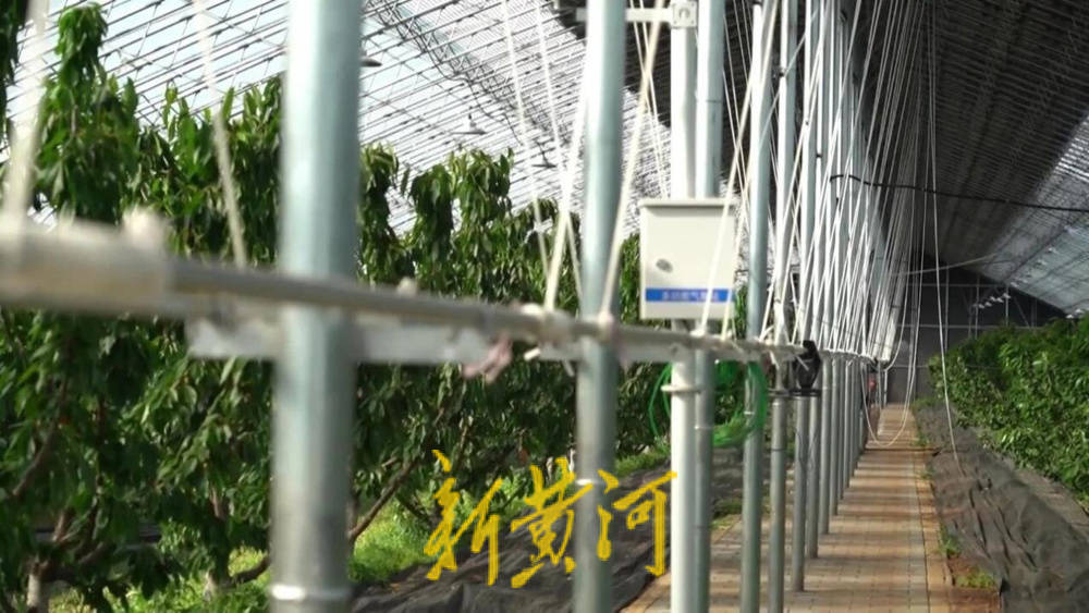 潍坊临朐:30.77 亿元<strong></p>
<p>永泰能源股票</strong>!“红玛瑙”大樱桃何以成乡村振兴“甜蜜引擎”