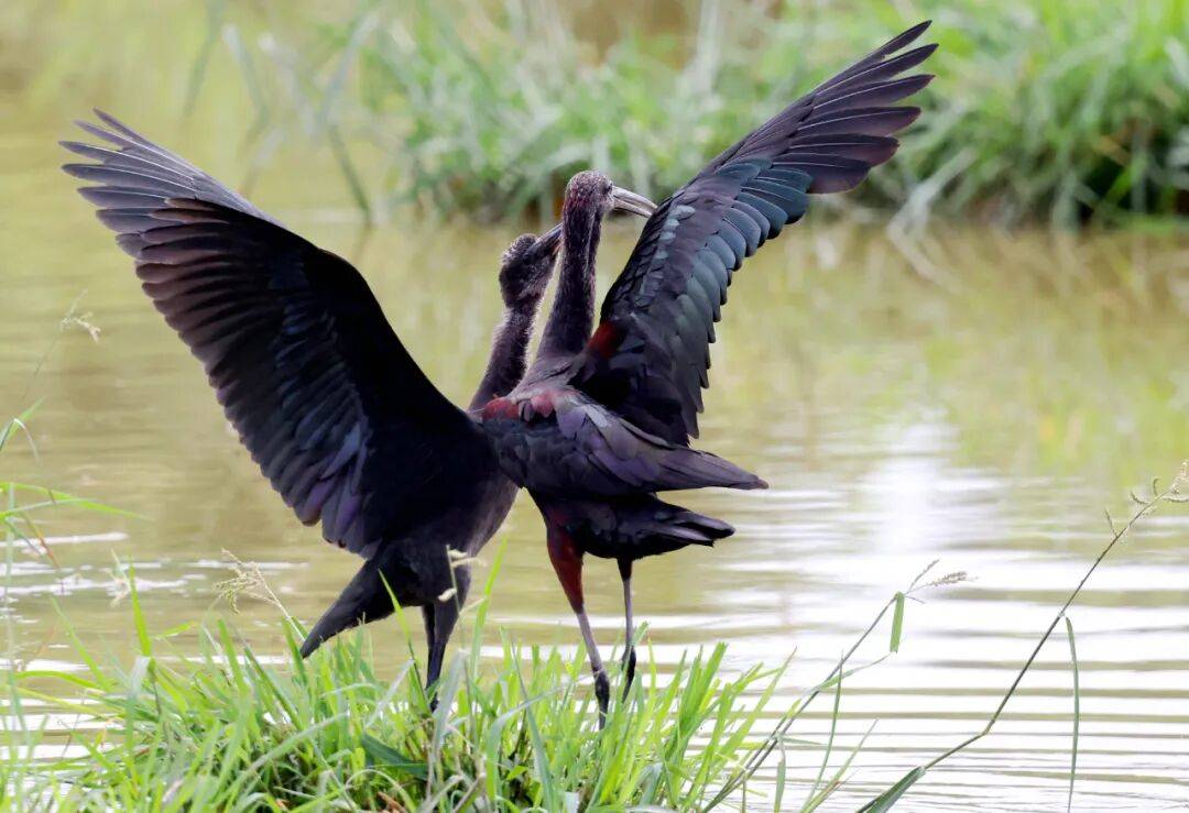 突破45只<strong></p>
<p>波音股票</strong>!