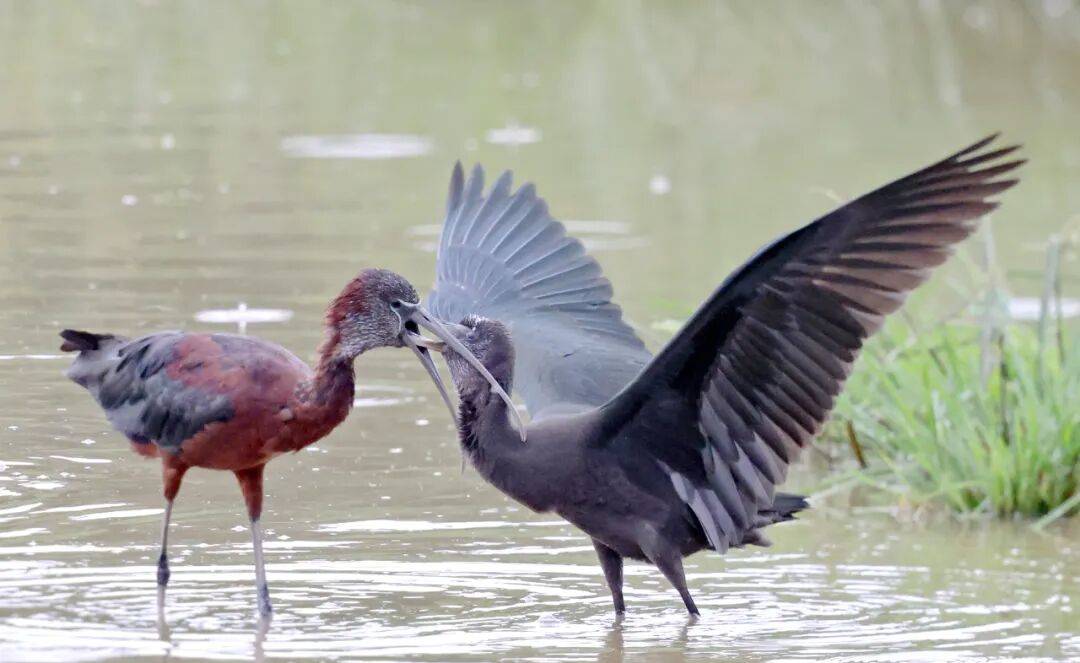 突破45只<strong></p>
<p>波音股票</strong>!