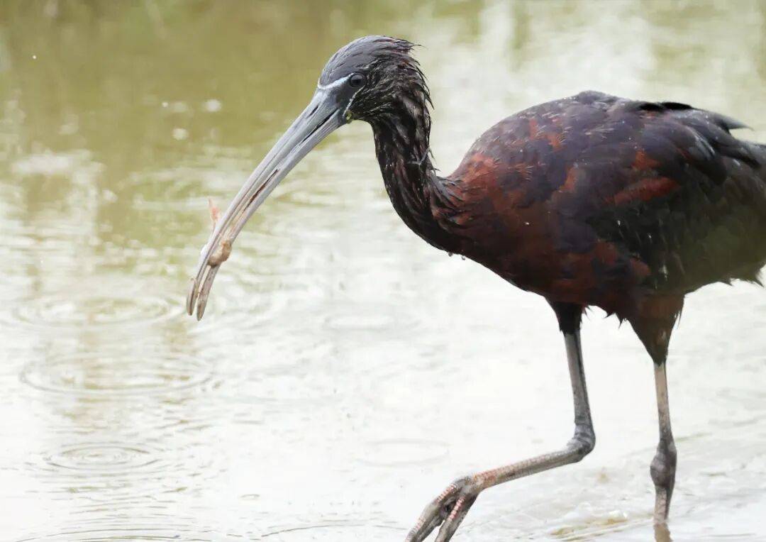 突破45只<strong></p>
<p>波音股票</strong>!