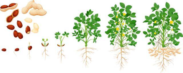 “花生上树”闹剧:AI翻车背后<strong></p>
<p>选股票</strong>,我们都在弄丢常识?