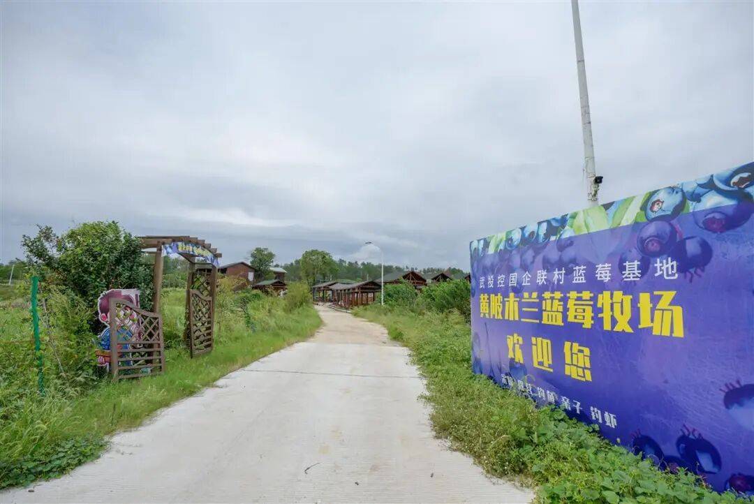 国企联村·强村富民｜一颗蓝莓激活乡村振兴<strong></p>
<p>雷柏科技股票</strong>，书写荒坡变宝地新篇
