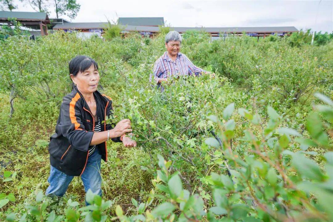 国企联村·强村富民｜一颗蓝莓激活乡村振兴<strong></p>
<p>雷柏科技股票</strong>，书写荒坡变宝地新篇