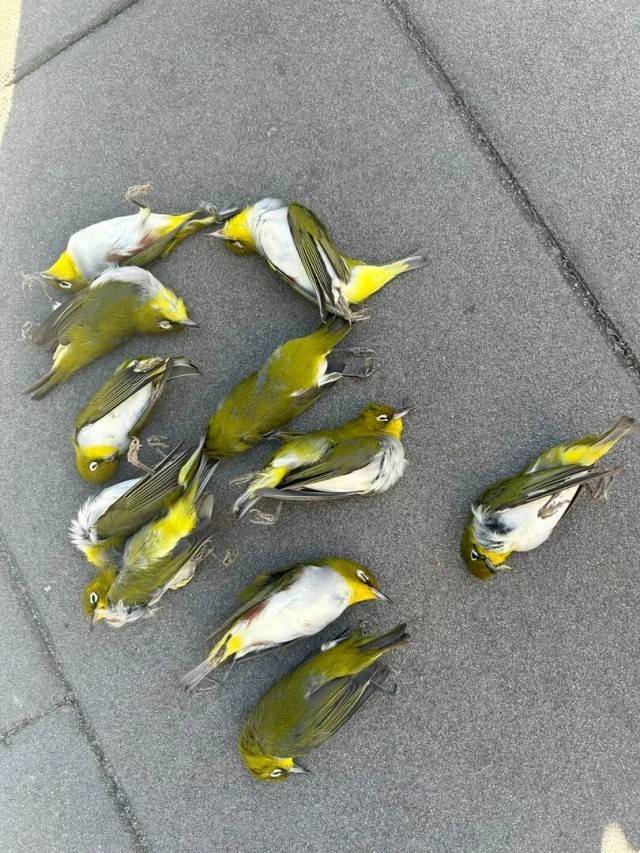 北京一座大厦楼下躺了14只鸟<strong></p>
<p>柳工股票</strong>，12只已死亡！元凶竟是玻璃