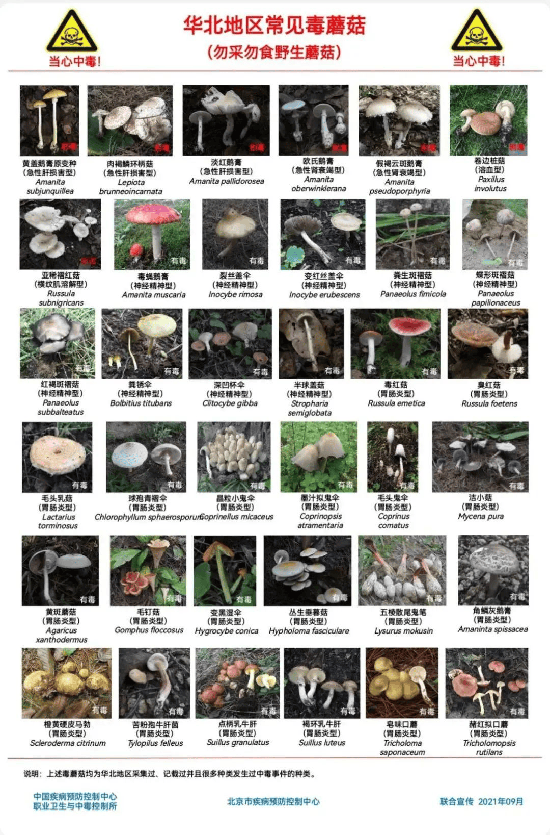 网红发文悼念婆婆：吃了邻居送的蘑菇中毒<strong></p>
<p>柳工股票</strong>，抢救四天四夜死亡！这些蘑菇避毒原则可能是陷阱→