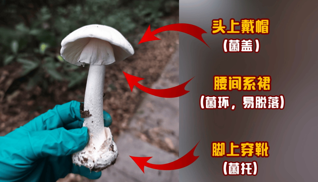 网红发文悼念婆婆：吃了邻居送的蘑菇中毒<strong></p>
<p>柳工股票</strong>，抢救四天四夜死亡！这些蘑菇避毒原则可能是陷阱→