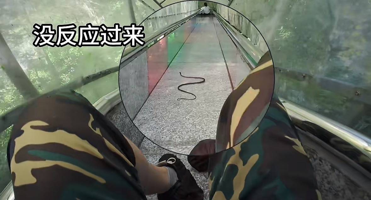 游客称在广西丹炉山滑道遇蛇<strong></p>
<p>荣盛发展股票</strong>,景区致歉:这么多年就这一次,每年都做防蛇处理