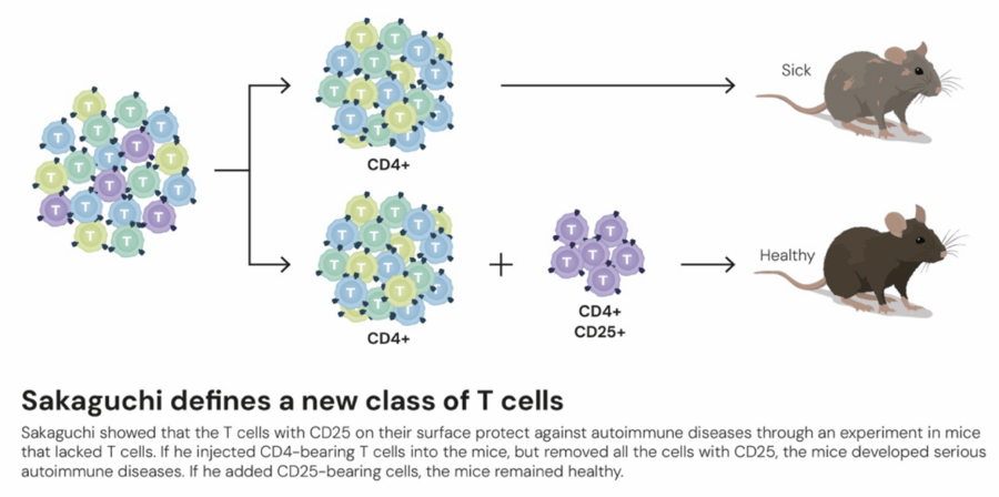 这个诺奖迟到了30年<strong></p>
<p>荣盛发展股票</strong>！三位科学家揭示免疫系统如何避免“自相残杀”
