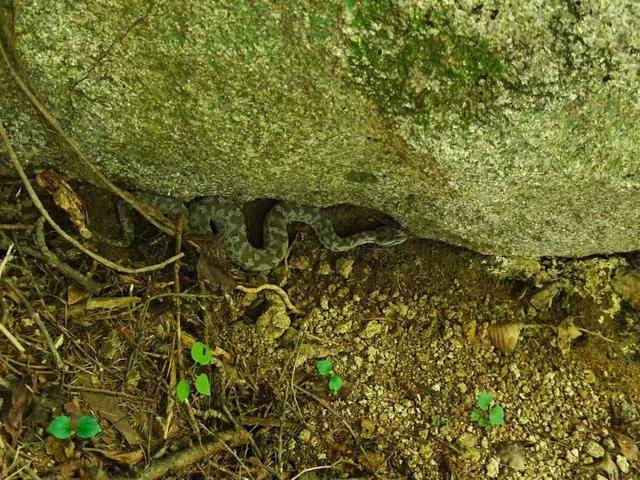 青岛大叔挖水沟发现一窝尖头毒蛇<strong></p>
<p>广联达股票</strong>,专家:系本地红脖颈槽蛇,毒性弱咬伤概率低