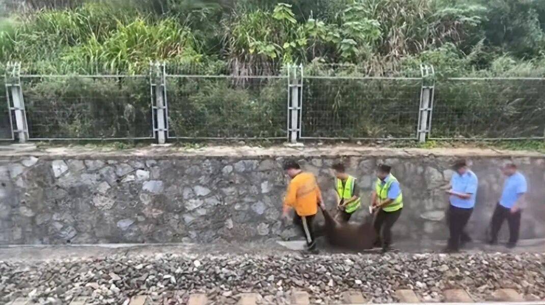 湖北一列车撞上野猪致停运<strong></p>
<p>广联达股票</strong>,铁路局:野猪已无害化处理,列车正常运行;附近曾发生多起野猪伤人事件