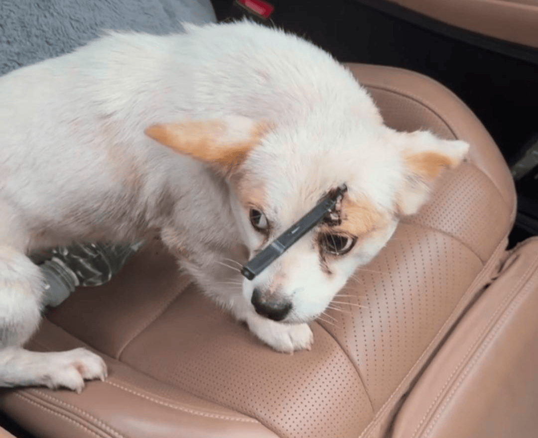 教育局回应“一教师用弓箭射杀小狗”:不实<strong></p>
<p>广联达股票</strong>,小狗进学校前就被射伤