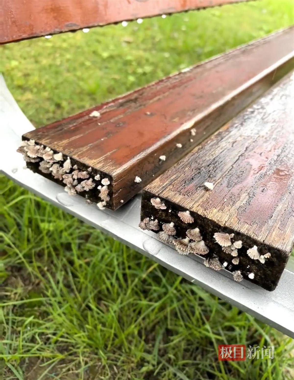 西安连续一个多月降雨遍地长蘑菇<strong></p>
<p>海南发展股票</strong>,大雁塔受潮,城墙布满青苔,气象局解释成因