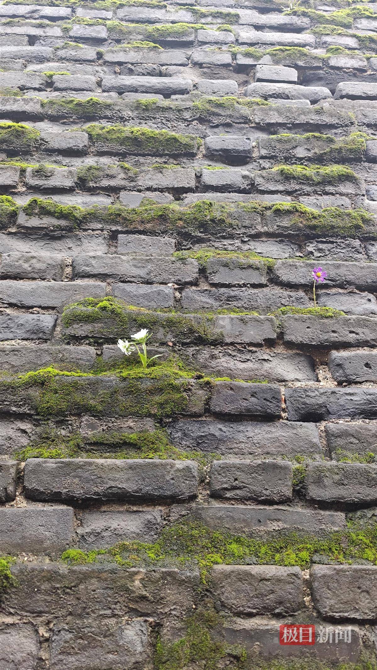 西安连续一个多月降雨遍地长蘑菇<strong></p>
<p>海南发展股票</strong>,大雁塔受潮,城墙布满青苔,气象局解释成因