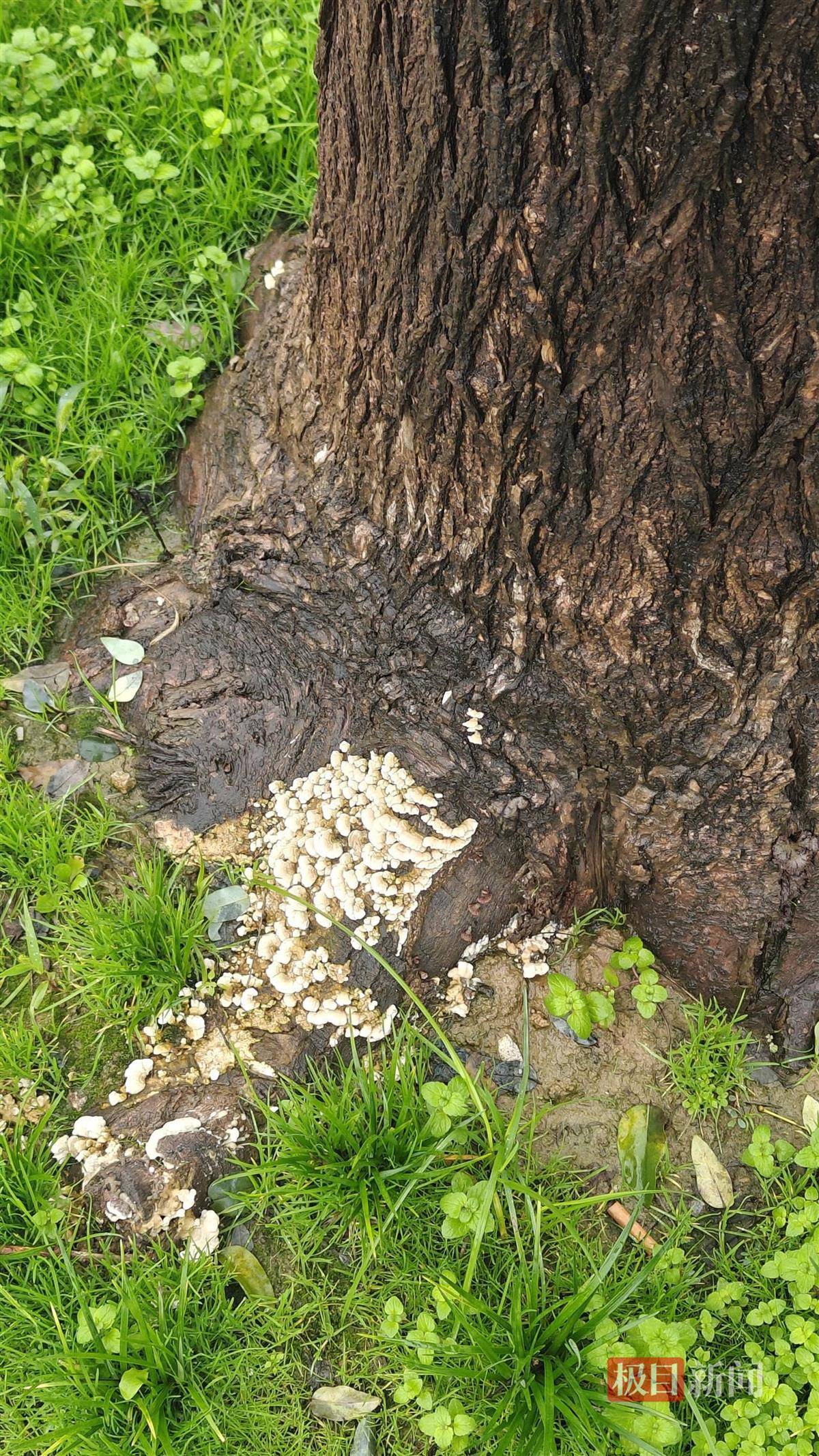 西安连续一个多月降雨遍地长蘑菇<strong></p>
<p>海南发展股票</strong>,大雁塔受潮,城墙布满青苔,气象局解释成因