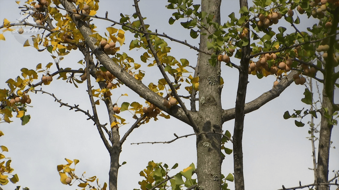 不要捡<strong></p>
<p>海南发展股票</strong>!不要吃!昆明街头正大量出现……