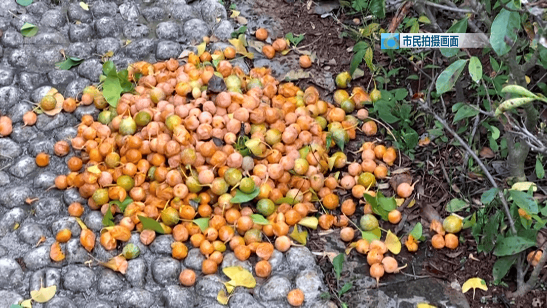 不要捡<strong></p>
<p>海南发展股票</strong>!不要吃!昆明街头正大量出现……