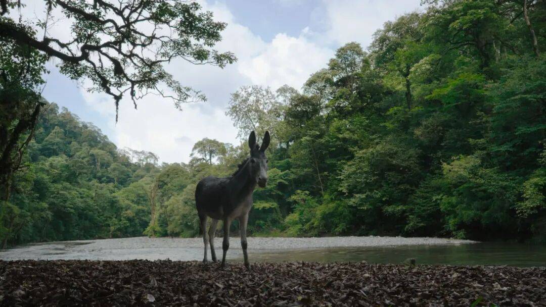 为什么说现在不缺牛马<strong></p>
<p>海南发展股票</strong>,就缺驴?