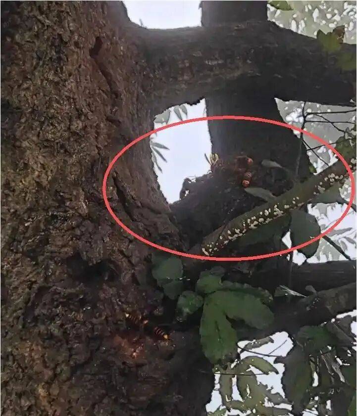 4名游客景区内遭马蜂袭击<strong></p>
<p>海南发展股票</strong>，旅游度假区：是森林公园不卖门票，蜇伤先就医后提供证据投诉