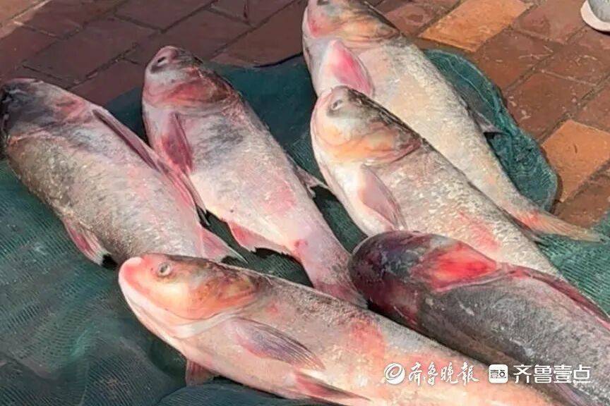 “鱼多得数不过来<strong></p>
<p>华英农业股票</strong>,一网子下去能捞好几条”济南锦绣川水库开闸放水,大量鲢鱼被冲出,工作人员:禁止捕捞!