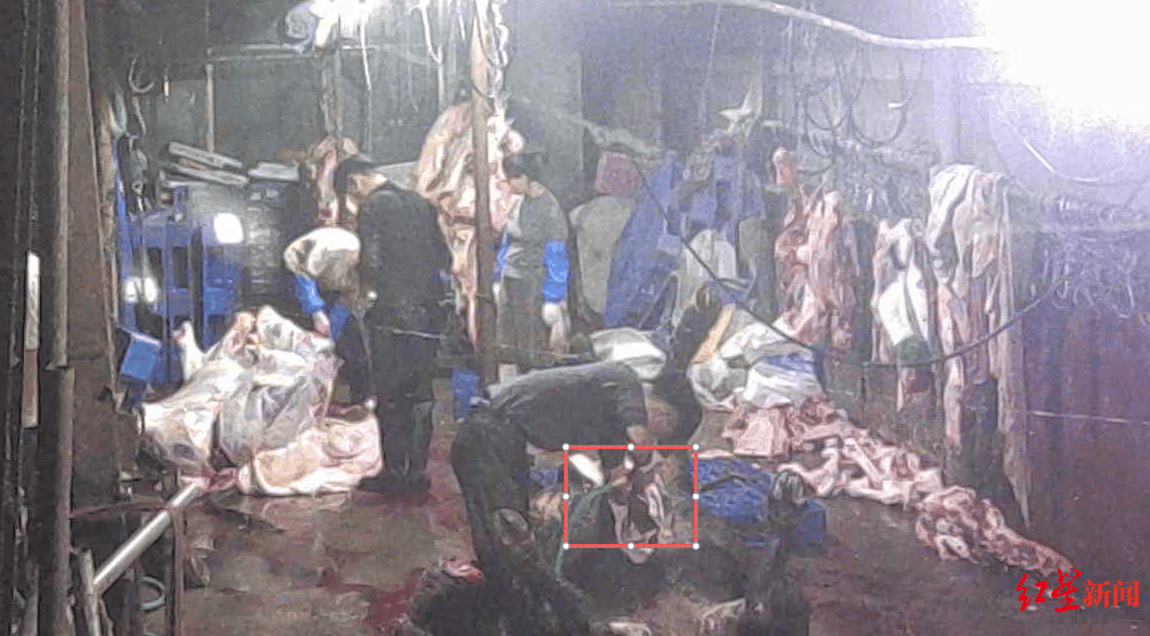 注水牛肉调查:屠宰场藏身农家院<strong></p>
<p>亨通光电股票</strong>,深夜切开牛胸注水数分钟,牛肉连夜送批发市场